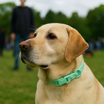 Collier chien | Macacollier - empire chien