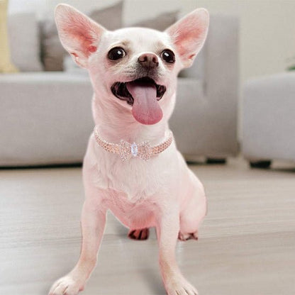Collier chien | MiniLuxe - empire chien