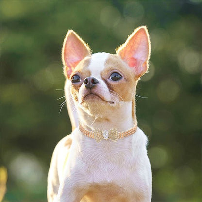 Collier chien | MiniLuxe - empire chien