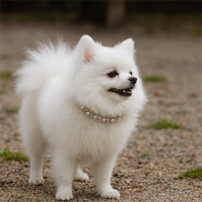 Collier chien | PerleCollier - empire chien