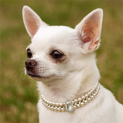 Collier chien | PerleCollier - empire chien