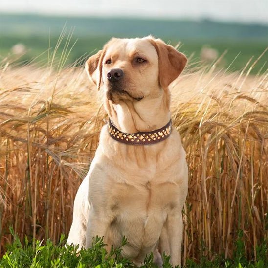 Collier chien | Rudox - empire chien
