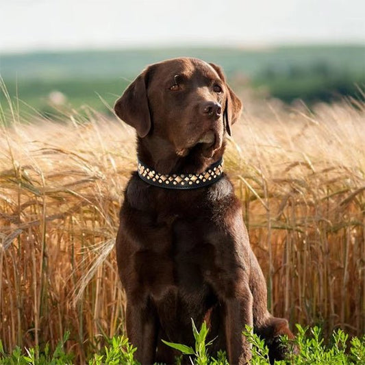 Collier chien | Rudox - empire chien