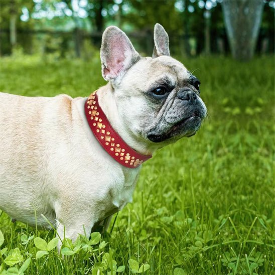 Collier chien | Rudox - empire chien