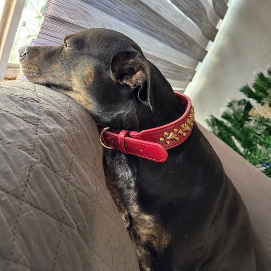 Collier chien | Rudox - empire chien