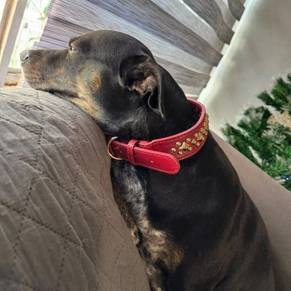 Collier chien | Rudox - empire chien