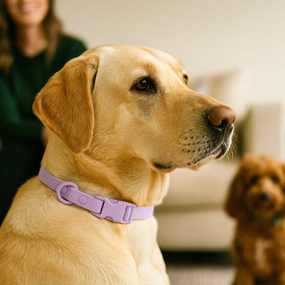 collier chien sur mesure