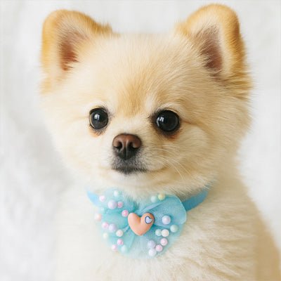 Collier chien | Toutounœud - empire chien