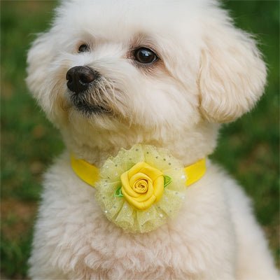 Collier chien | Toutounœud - empire chien