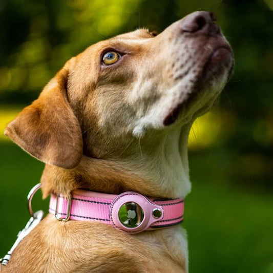 Collier gps chien | Locanimo - empire chien