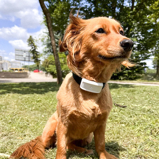 collier gps chien parfait