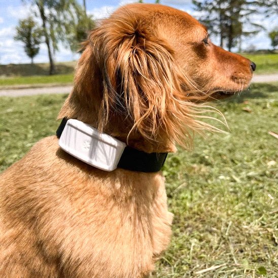 Collier GPS chien | Suivix - empire chien