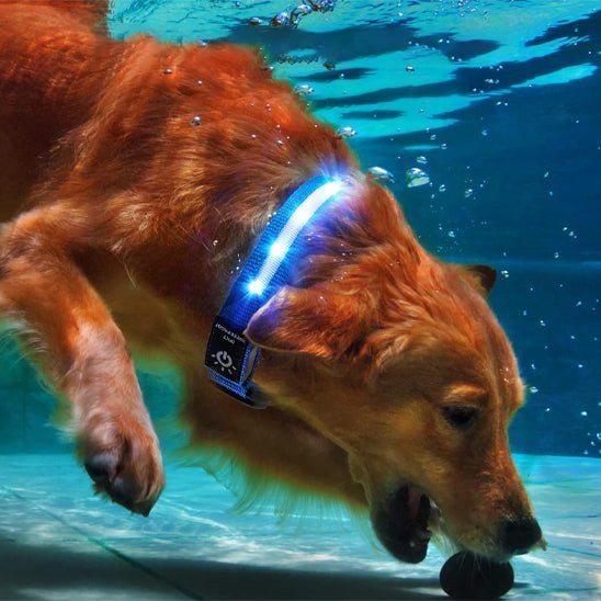 Collier gps chien | TagLumi - empire chien
