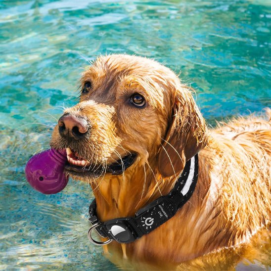 Collier gps chien | TagLumi - empire chien