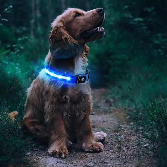 Collier gps chien | TagLumi - empire chien