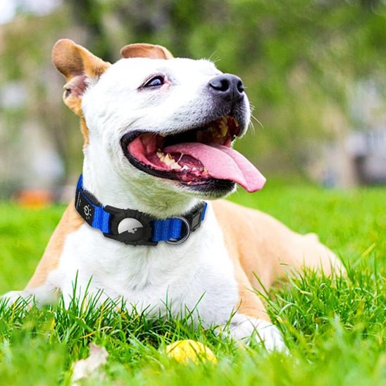 Collier gps chien | TagLumi - empire chien