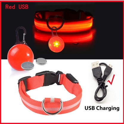 Collier lumineux pour chien | Noctilux - empire chien