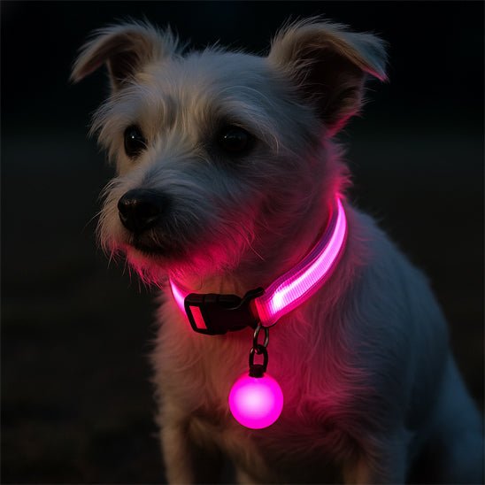 Collier lumineux pour chien | Noctilux - empire chien