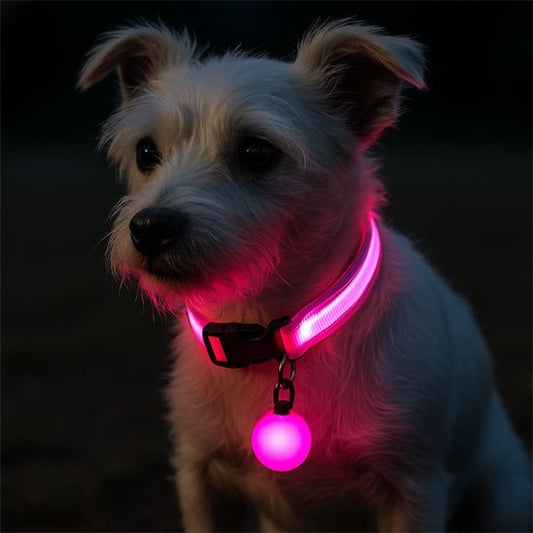 Collier lumineux pour chien | Noctilux - empire chien