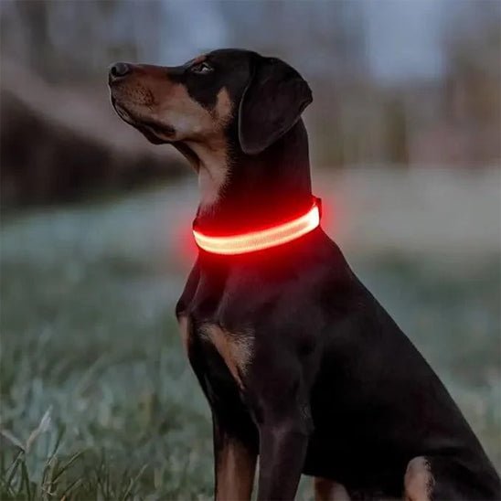 Collier lumineux pour chien | Noctilux - empire chien