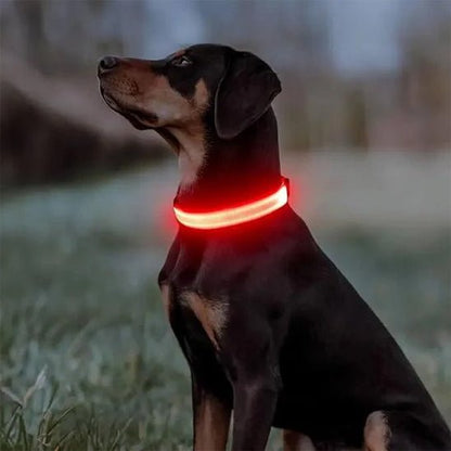 Collier lumineux pour chien | Noctilux - empire chien