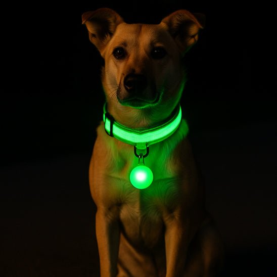 Collier lumineux pour chien | Noctilux - empire chien