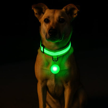 Collier lumineux pour chien | Noctilux - empire chien