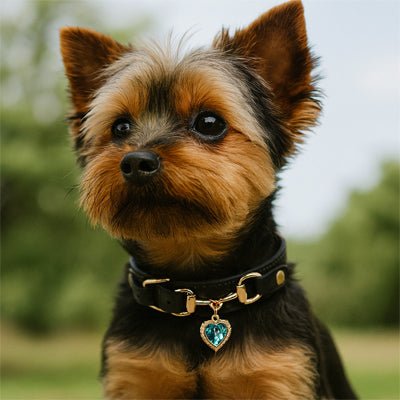 Collier pour chien | CollierAmour - empire chien