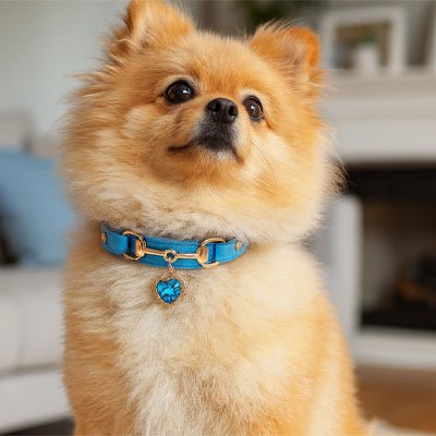 Collier pour chien | CollierAmour - empire chien
