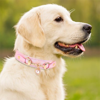 Collier pour chien | CollierAmour - empire chien
