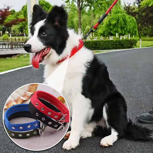 Collier pour chien | Collierzen - empire chien