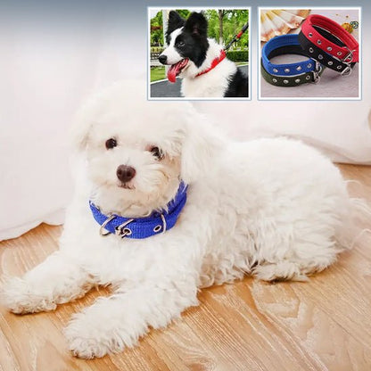 Collier pour chien | Collierzen - empire chien