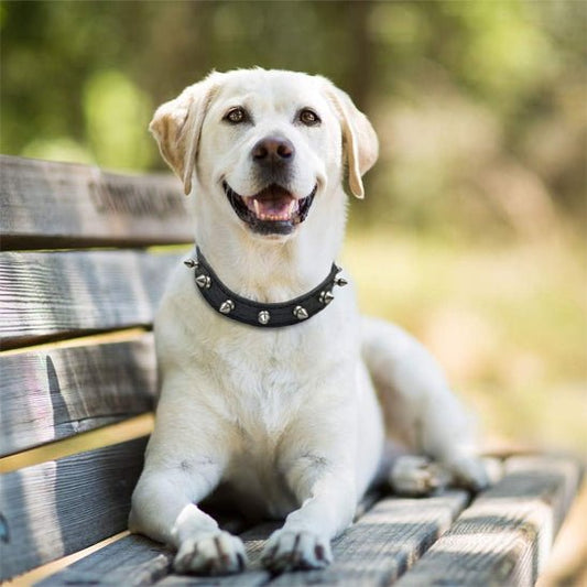Collier pour chien | Collipik - empire chien
