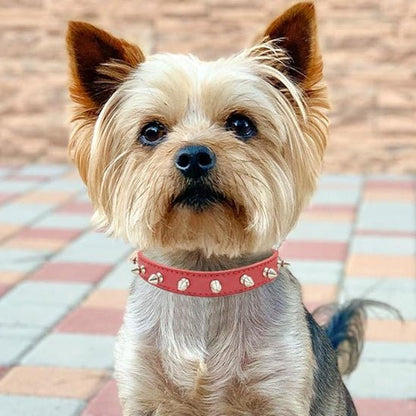 Collier pour chien | Collipik - empire chien