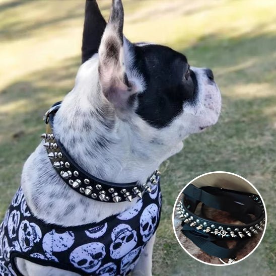 Collier pour chien | Collivet - empire chien