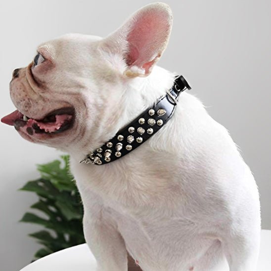 Collier pour chien | Collivet - empire chien