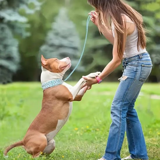 Collier pour chien | Collivet - empire chien
