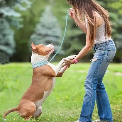 Collier pour chien | Collivet - empire chien