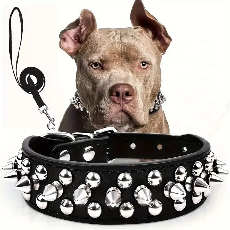 Collier pour chien | Collivet - empire chien