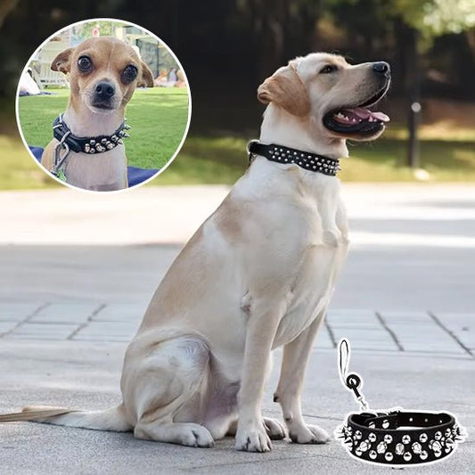 Collier pour chien | Collivet - empire chien