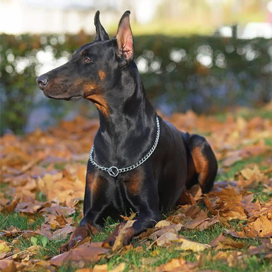 Collier pour chien | Fermaxi - empire chien