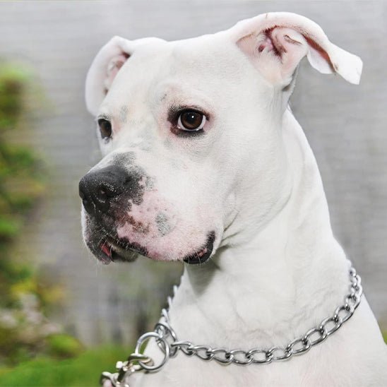 Collier pour chien | Fermaxi - empire chien