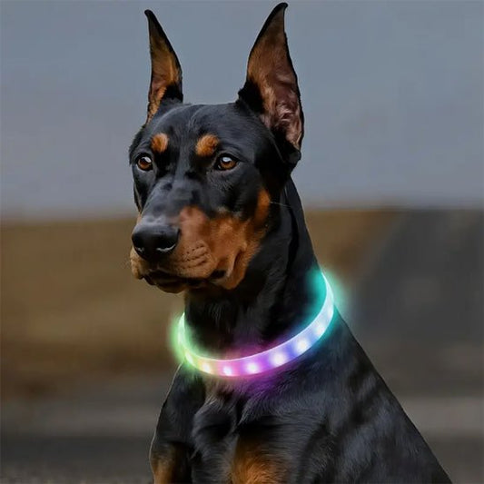 Collier pour chien | Flashi - empire chien