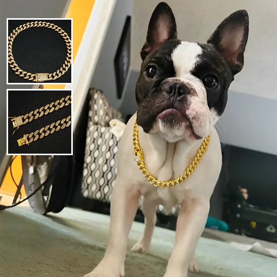 Collier pour chien | Luxou - empire chien