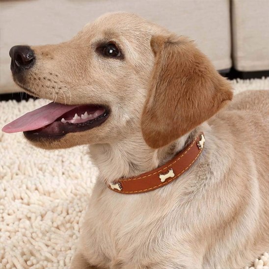 Collier pour chien | Patcuir - empire chien