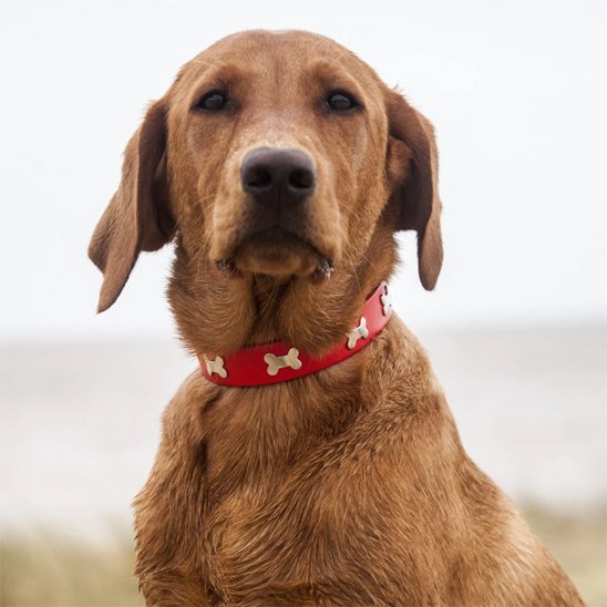 Collier pour chien | Patcuir - empire chien