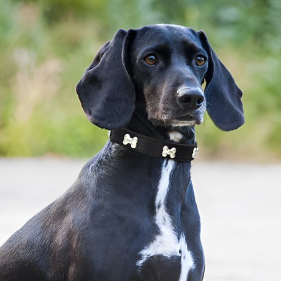 Collier pour chien | Patcuir - empire chien