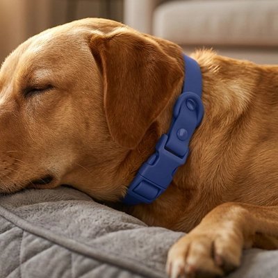 Collier pour Chien | Pluvia - empire chien