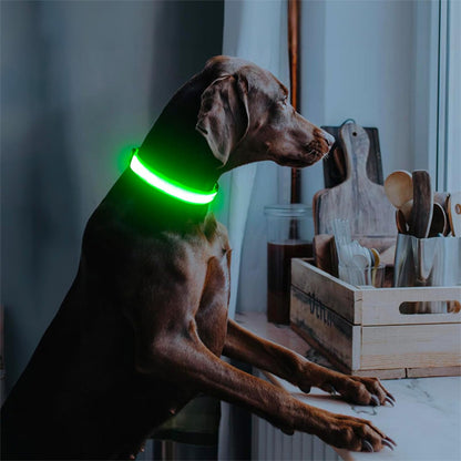 colliers lumineux pour chiens adapter sur mesure