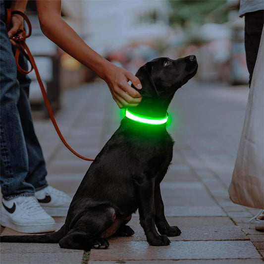 colliers lumineux pour chiens adapter